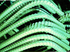 primary_image