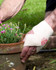 ACE Elastic Bandage 207430 2 in, Bulk