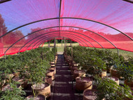 Red Shade Netting for Water Conservation and Increased Yields.