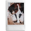 Instax Fujifilm Mini Instant Film, 96090, 86 x 54MM Film Size, 50 Sheets/Pack