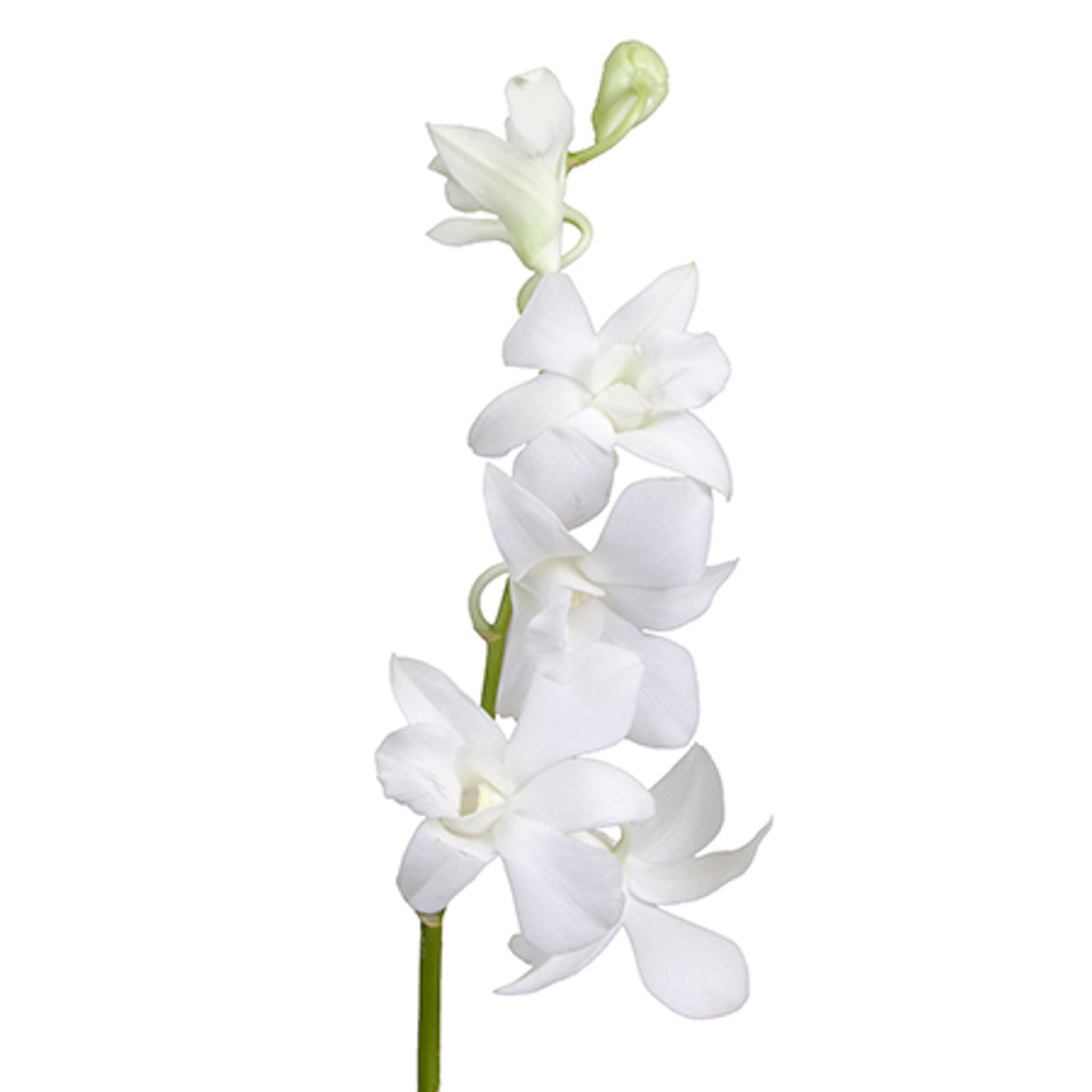 White Dendrobium Orchid