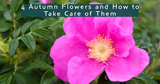 4 Autumn Flowers and How to Take Care of Them