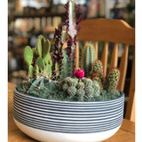 Plants Delivery in Anoka, MN: Living Gifts That Keep Growing