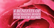 4 Benefits of Purchasing Roses for Your Home