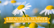 6 Beautiful Summer Flowers to Get Someone This Year
