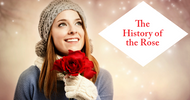 The History of the Rose