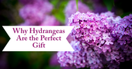 Why Hydrangeas Are the Perfect Gift