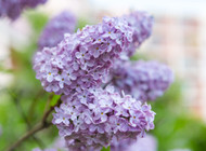 5 Facts to Know About Hydrangeas