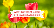 What Different Colors of Flowers Symbolize