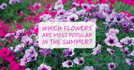 Which Flowers Are Most Popular In the Summer?