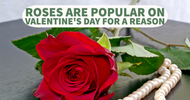 Roses Are Popular on Valentine's Day for a Reason