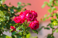 4 Tips for Taking Care of Roses