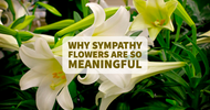 Why Sympathy Flowers Are So Meaningful