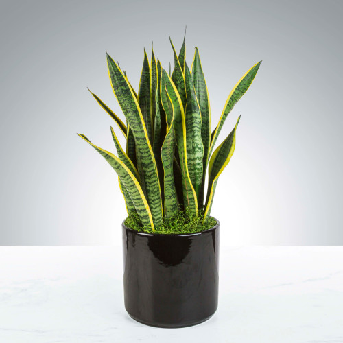 Snake Plant Snake Plant