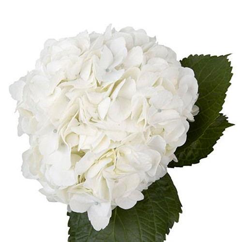 White Hydrangea