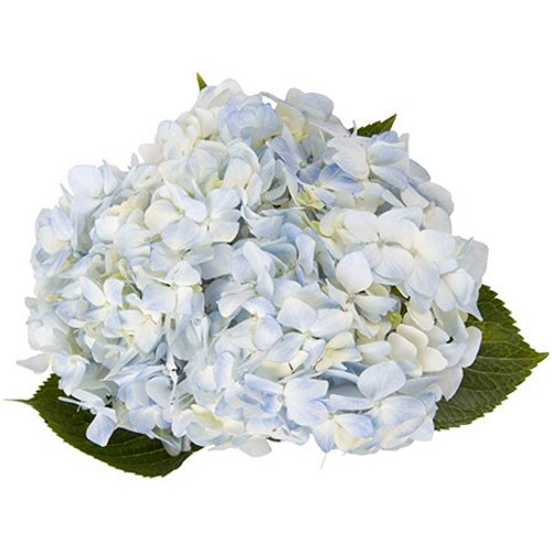 Blue Hydrangea