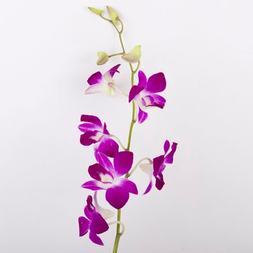 White/Purple Variegated Dendrobium Orchid
