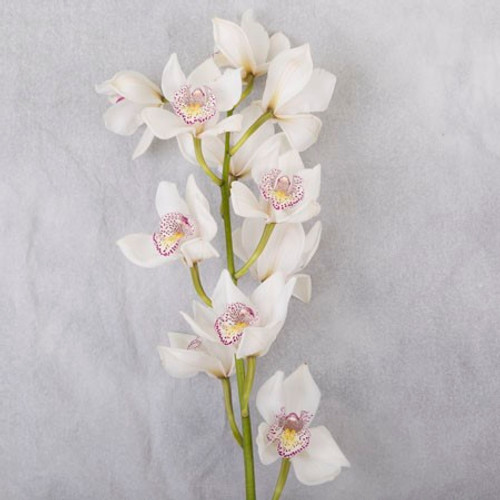 White Cymbidium  Orchid Spray (1 stem)