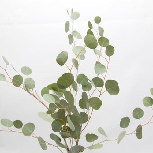 Silver Dollar Eucalyptus (5-7 stem bunch)