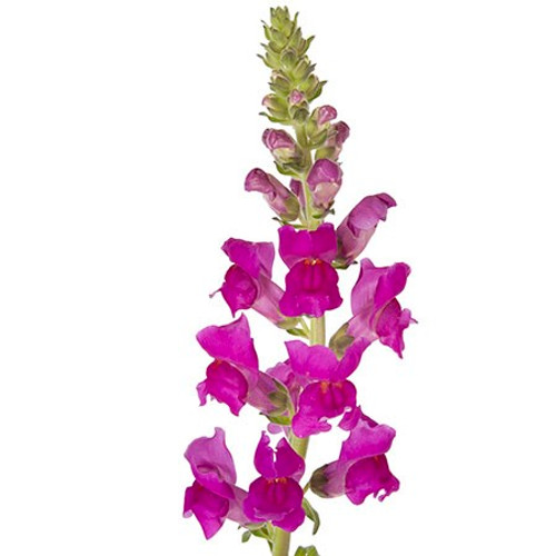 Plum snapdragons add a bold pop of color to fresh cut arrangements with their unique dragon-shaped blooms on tall spikes. The vibrant purple flowers create a striking contrast with other blossoms, enhancing bouquets and centerpieces. Their height and elegant structure make them a popular choice for vertical interest in floral designs, while their ability to attract the eye ensures a captivating display.