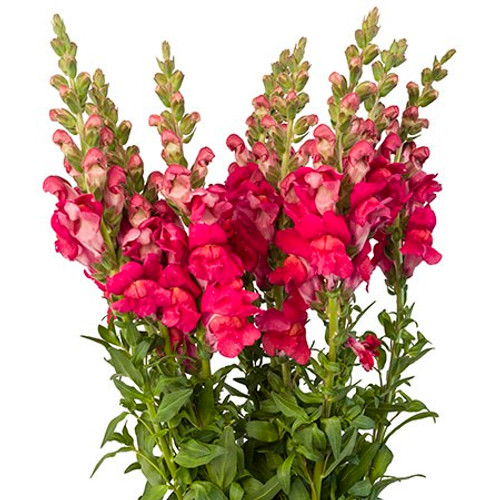 Hot pink snapdragons are a vibrant, long-lasting choice for DIY weddings, featuring bold, dragon-shaped blooms on tall spikes. Their eye-catching hue adds a pop of color and energy to bouquets, centerpieces, and venue decorations. Easy to work with, these striking flowers provide height, dimension, and visual interest, enhancing the overall design of any arrangement. Hot pink snapdragons are perfect for couples seeking a lively, memorable touch for their special day while embracing the DIY spirit.