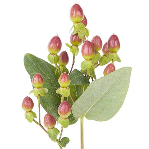 Burgundy hypericum berries are a striking addition to flower arrangements, offering rich, deep color and unique texture. Their clusters of deep burgundy berries stand out among various flowers and foliage, adding visual interest and a touch of sophistication. Ideal for designing bouquets, centerpieces, and other floral creations, these berries effortlessly complement a range of color schemes and styles. The versatility and elegance of burgundy hypericum berries make them a popular choice for enhancing the overall design and balance of both traditional and contemporary floral arrangements.