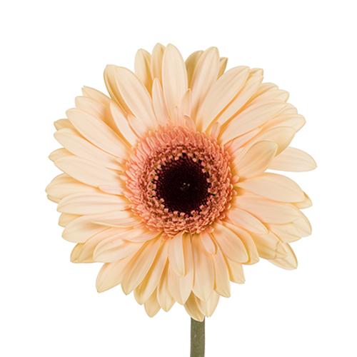 The "Gerbera Peach/Dark Center Cream Beach" is a captivating choice for cut flower arrangements. Its delicate peach petals radiate from a dark cream center, offering a unique contrast. This gerbera variety brings a touch of warm, coastal elegance and longevity to any floral arrangement, brightening any setting.