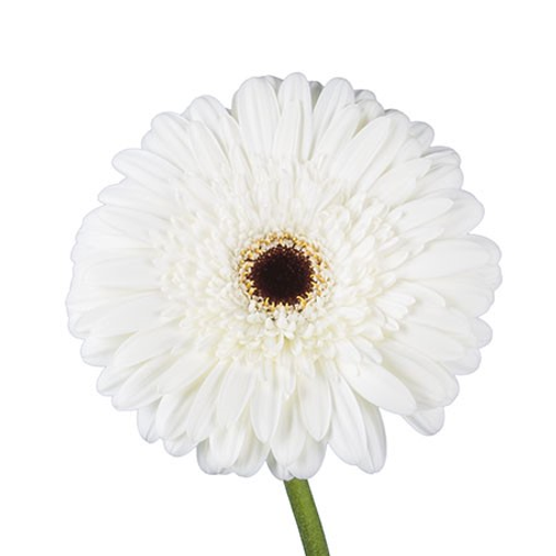 The "Gerbera White/Dark Center Snowking" is an enchanting selection for cut flower arrangements. Its pristine white petals with a contrasting dark center offer a refined elegance. This gerbera variant imparts a serene, timeless appeal and has impressive vase longevity, perfect for creating a sophisticated floral display.