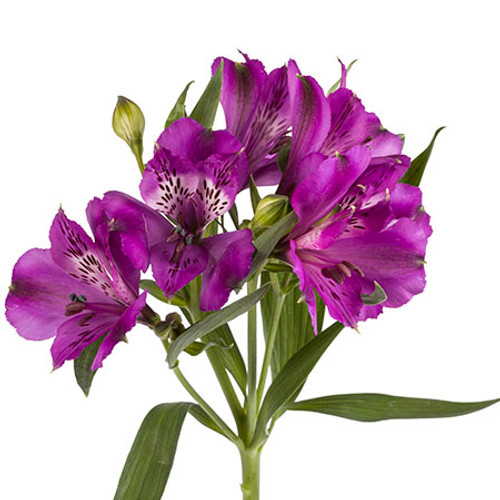 Alstroemeria 'Purple Xanadu' infuses cut flower arrangements with a rich, majestic ambiance through its deep violet blooms, intricately streaked. It's stunning against its lush, dark foliage. A perfect added element to any floral arrangement.