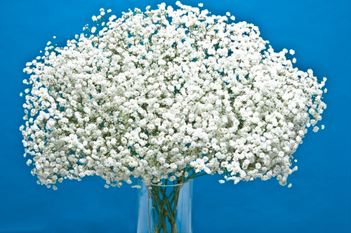"Gypsophila Overtime" (Baby's Breath) in our Bulk Flower section at Main Floral Anoka, MN. This perennial beauty enhances any floral arrangement with its delicate white clusters. Ideal for events or home decor, it blooms longer, providing weeks of soft, ethereal elegance. Versatile and resilient, it's an excellent choice for DIY crafters and professional florists alike. Enjoy bulk savings for expansive creations.. Buy now and add timeless grace to your designs.