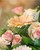 Peachy bouquet of seasonal flowers in peach tones