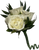 white rose