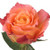 The Free Spirit rose variety is a captivating and distinctive type of garden rose, renowned for its striking coloration, large blooms, and alluring fragrance. As the name suggests, the Free Spirit rose exudes a sense of freedom and creativity, making it a popular choice among gardeners and flower enthusiasts alike.  The Free Spirit rose features large, full blooms with a high petal count, typically ranging from 35-45 petals. The flowers can reach up to 4-5 inches (10-13 cm) in diameter, showcasing an eye-catching blend of colors. The petals exhibit a warm and vibrant combination of orange, peach, pink, and coral hues, often with a yellow center. This stunning coloration gives the Free Spirit rose its unique and mesmerizing appearance.  These roses have a moderate, fruity fragrance that adds to their charm and appeal.   The Free Spirit rose variety is known for its strong disease resistance and vigorous growth.  The Free Spirit rose adds a touch of color and whimsy to any floral arrangement. Its striking appearance, delightful fragrance, and resilient nature make it a beloved choice among gardeners, rose enthusiasts, and florists alike