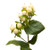 White hypericum berries are a versatile element in floral design, adding texture and contrast to DIY weddings and events. Their clusters of plump, pearl-like berries complement various flowers and foliage, enhancing bouquets, centerpieces, and other arrangements. Their understated elegance and unique appearance make them an ideal choice for creating memorable, distinctive DIY floral displays for any occasion.