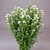 Experience the elegance of white spray asters with Main Floral, your best Minneapolis, MN florist, located in Anoka. These fresh-cut flowers exude grace and beauty, perfect for any occasion. As a versatile choice, white asters are ideal for bulk flower orders, effortlessly enhancing any event's aesthetic. Serving Excelsior MN , Falcon Heights MN, Farmington MN, and Fletcher, MN, Main Floral offers same-day delivery service, ensuring your blooms arrive fresh and vibrant. Trust in our expertise to bring exceptional quality and unforgettable charm to your special moments with white spray asters.