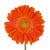 The "Gerbera Orange/Light Center Malando" is a stunning addition to cut flower arrangements. Its striking orange petals encircle a pale center, creating a vibrant, warm visual impact. This gerbera variety adds a bold color accent, enhances aesthetic appeal, and has a long vase life, perfect for any bouquet.