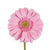 The "Gerbera Pink/Light Center Melrose" is an elegant addition to cut flower arrangements. Its soft pink petals encircle a light, contrasting center, creating a romantic, feminine effect. This gerbera variant exudes a subtle, sophisticated charm and maintains a long vase life, enhancing the beauty of any floral display.