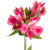 Alstroemeria 'Pink Showtime' graces cut flower arrangements with its stunning ballet-pink blooms and delicate veining. Its bright, verdant leaves enhance the luminous flowers, adding a lively rhythm to bouquets. This long-lasting, standout performer brings a vibrant touch of femininity and an enduring spectacle of color.