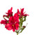 Alstroemeria 'Red Natalya' adds a vivid dash of passion to cut flower arrangements with its fiery red blossoms, streaked with deeper hues. Its resilient, flamboyant flowers against verdant foliage inject a dynamic energy, creating an alluring focal point that exudes a dramatic, intense romance in any bouquet.