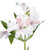 Alstroemeria 'White Himalaya' contributes a serene elegance to cut flower arrangements with its pristine white blooms, delicately marked with soft veins. Its lush foliage underlines its purity. Long-lasting and radiant, it breathes a fresh, airy ambiance into bouquets, presenting a timeless sophistication and tranquil beauty.
