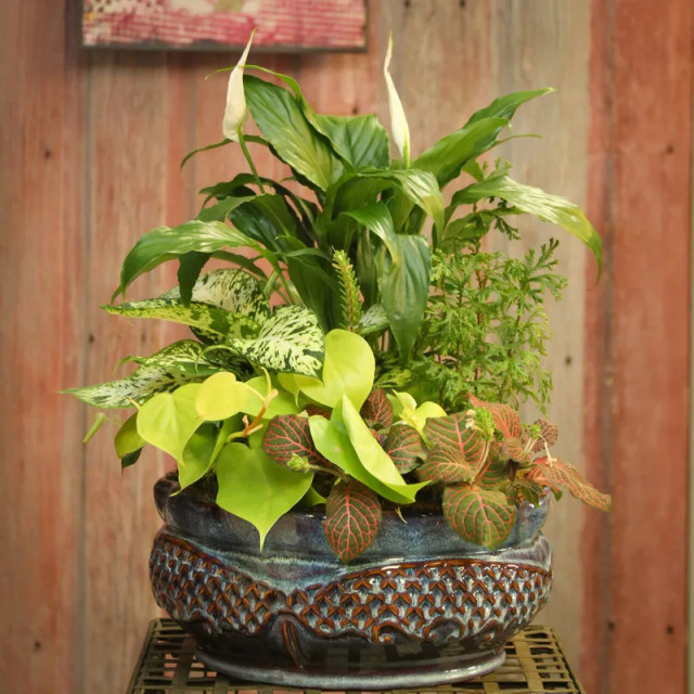 Simply Chic Mixed Plant Basket