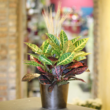 Croton Petra - Grande - Plants,Indoor Plants - Delivery NYC