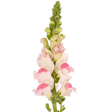Snapdragon Bunch Pink Apple Blossom Snapdragon (10 Stem Bunch)