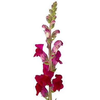 Snapdragon Bunch Burgundy Snapdragon (10 Stem Bunch)