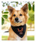 Harley-Davidson Bar & Shield Eagle Pet Tie Bandana - Small/Medium, Black - No Hassle Returns at Wisconsin Harley