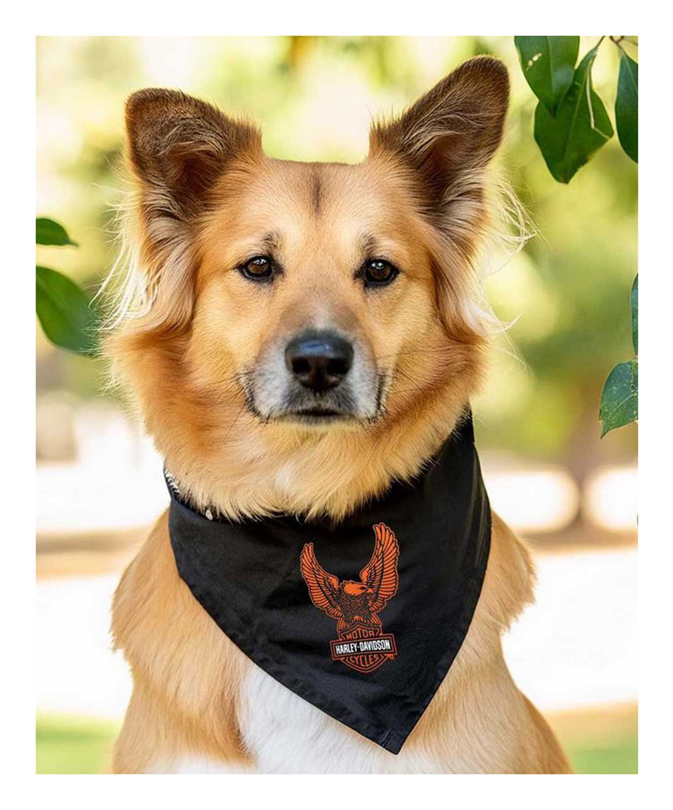 Harley-Davidson Bar & Shield Eagle Pet Tie Bandana - Large/X-Large, Black - No Hassle Returns at Wisconsin Harley
