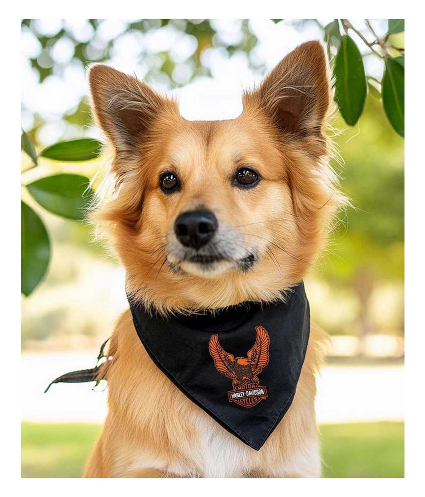 Harley-Davidson Bar & Shield Eagle Pet Tie Bandana - Small/Medium, Black - No Hassle Returns at Wisconsin Harley