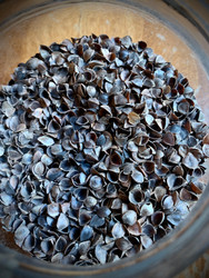 Buckwheat! Buckwheat!