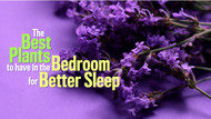 The Best Plants to Have in the Bedroom for Better Sleep