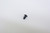 SPARE PART, NYLON RIVET fi-5950
